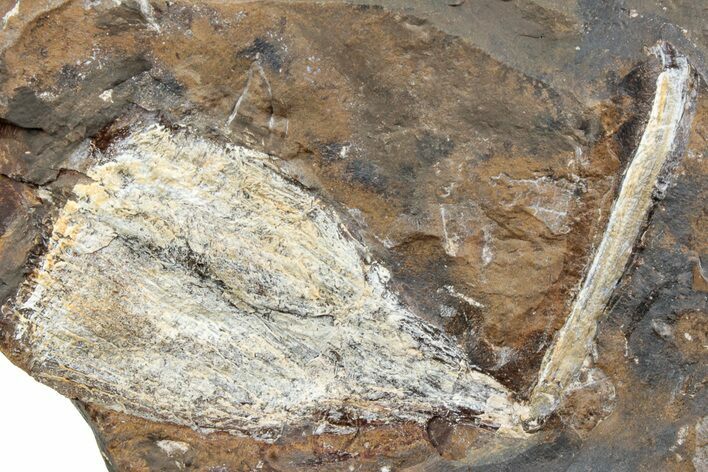 Fossil Ginkgo Leaf From North Dakota - Paleocene #238839